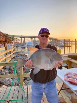 Triggerfish Fishing in Orange Beach, Alabama