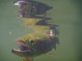 Full Day Float (Multiple Rivers)