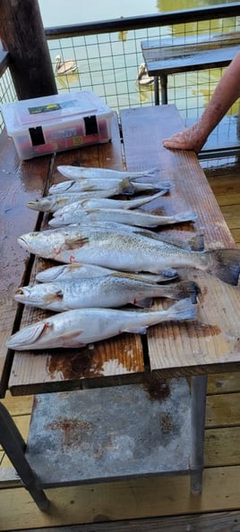 Galveston Trout and Redfish Roundup