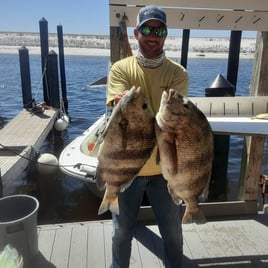 Sheepshead Fishing in Destin, Florida