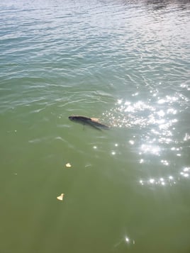 Backwaters Catch and Release