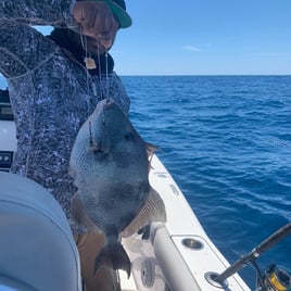 Triggerfish Fishing in Charleston, South Carolina