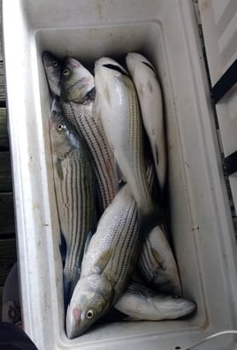 Striped Bass Fishing in Pottsboro, Texas