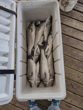 Striped Bass Fishing in Pottsboro, Texas