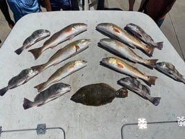 Black Drum, Flounder, Redfish Fishing in Rockport, Texas