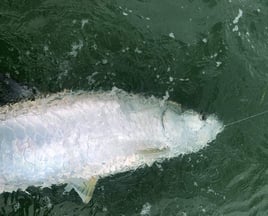 Tarpon Fishing in Islamorada, Florida