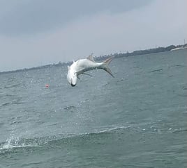 Tarpon Fishing in Islamorada, Florida