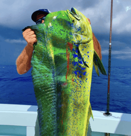 Mahi Mahi Fishing in Islamorada, Florida