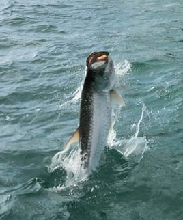 Tarpon Fishing in Islamorada, Florida