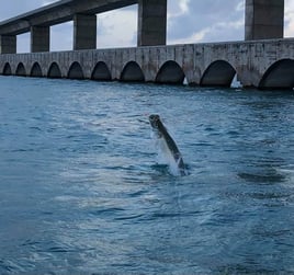 Tarpon Fishing in Islamorada, Florida