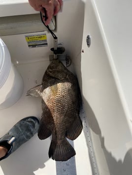 Daytona Inshore Slammin