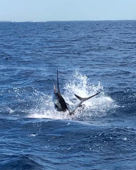 Live Bait Sailfishing