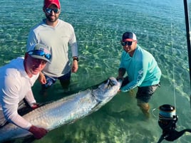 Boca Grande Tarpon