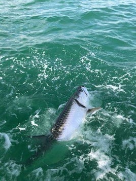 Tarpon Fishing in Placida, Florida