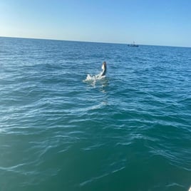 Boca Grande Tarpon