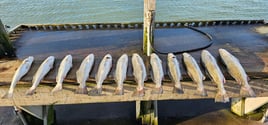 Rockport Reds on the Flats