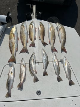 Rockport Reds on the Flats