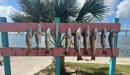 Rockport Reds on the Flats