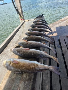 Rockport Reds on the Flats