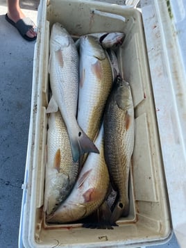 Rockport Reds on the Flats