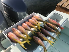 Yellowtail Snapper Fishing in Key Largo, Florida