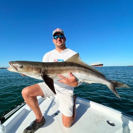 Cobia Fishing in Panama City, Florida