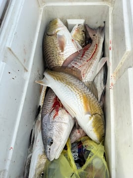 Matagorda Fishing Adventures