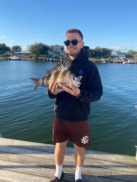 Sheepshead Fishing in Pensacola, Florida