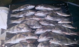 Black Drum Fishing in South Padre Island, Texas