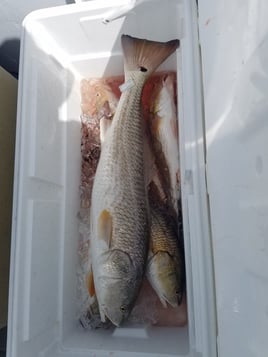 Redfish Fishing in South Padre Island, Texas