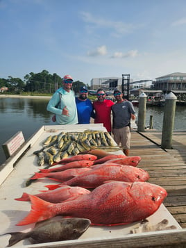 Mahi Mahi, Red Snapper, Triggerfish Fishing in Orange Beach, Alabama