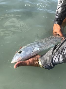 Biscayne Bay Inshore