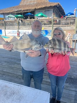 Black Drum, Sheepshead Fishing in Orange Beach, Alabama