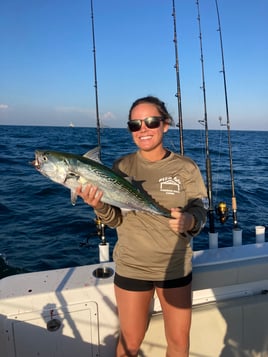 False Albacore Fishing in St. Petersburg, Florida