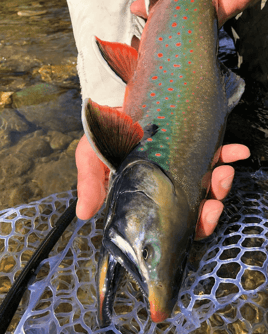 Katmai Trophy Lodge