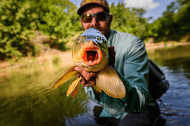 Carp On The Fly - Austin, TX