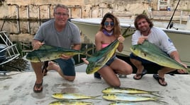 Mahi Mahi Fishing in Key Largo, Florida