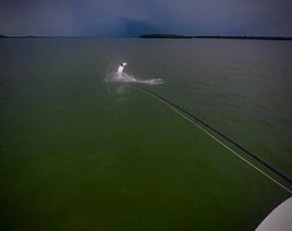 Islamorada Fly Fishing the Flats