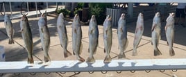 Speckled Trout Fishing in Port Aransas, Texas