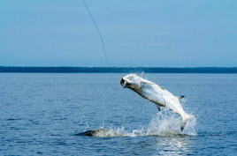 Tarpon Fishing in Jupiter, Florida