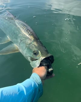 Tarpon Fishing in Cudjoe Key, Florida