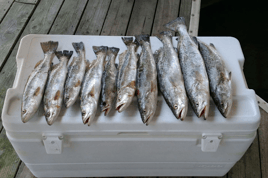 Speckled Trout & Redfish Full Day