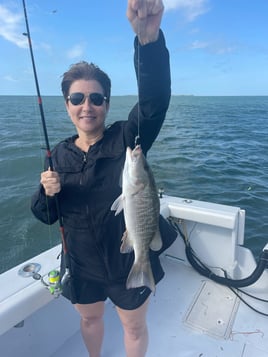 Mangrove Snapper Fishing in Marathon, Florida