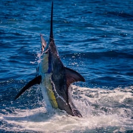 Swordfish Fishing in Puerto Quetzal, Guatemala