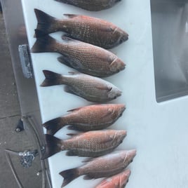 Mangrove Snapper Fishing in Cape Coral, Florida