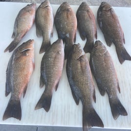 Mangrove Snapper Fishing in Cape Coral, Florida