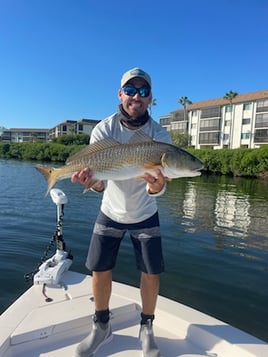 Redfish Fishing in Sarasota, Florida