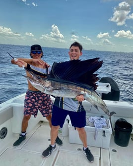 Sailfish Fishing in Fort Lauderdale, Florida