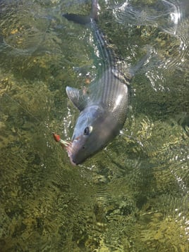 Bonefish Fishing in Cudjoe Key, Florida