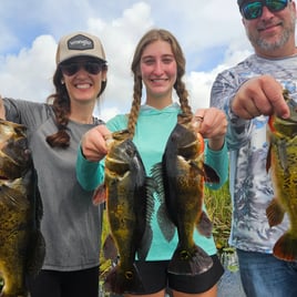 Peacock Bass Fishing in Fort Lauderdale, Florida